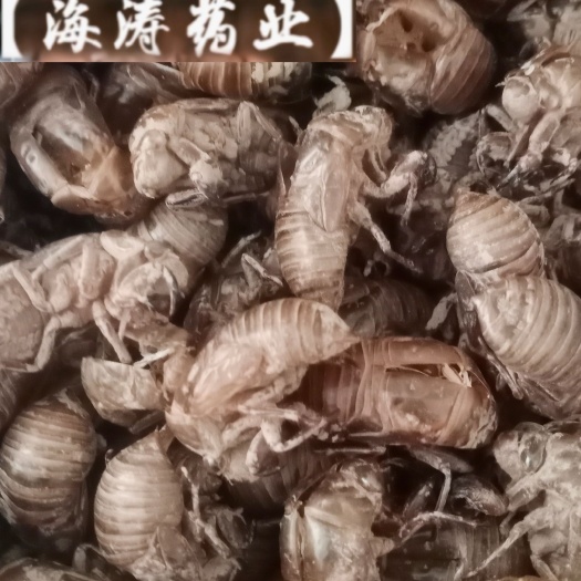 鄄城县【蝉蜕】产地山东实物拍摄道地药材一手货源规格齐全量大优惠。