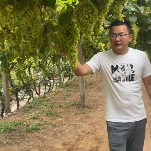 呼图壁县新疆无核白提子，大量现货，产地直采