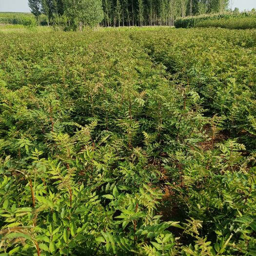 泰安大红袍花椒苗