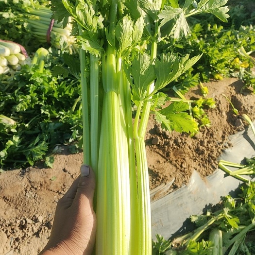 芹菜，西芹