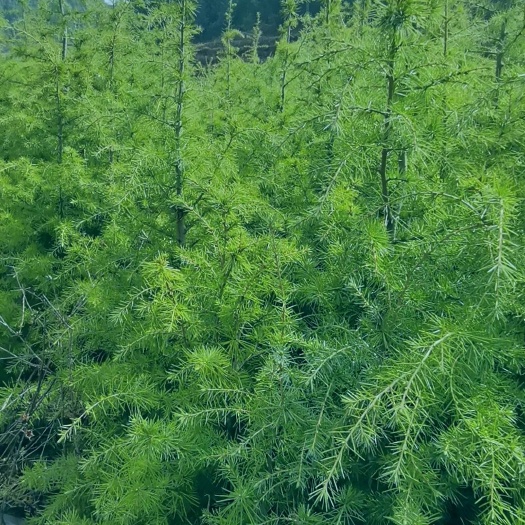 会泽县直叶雪松