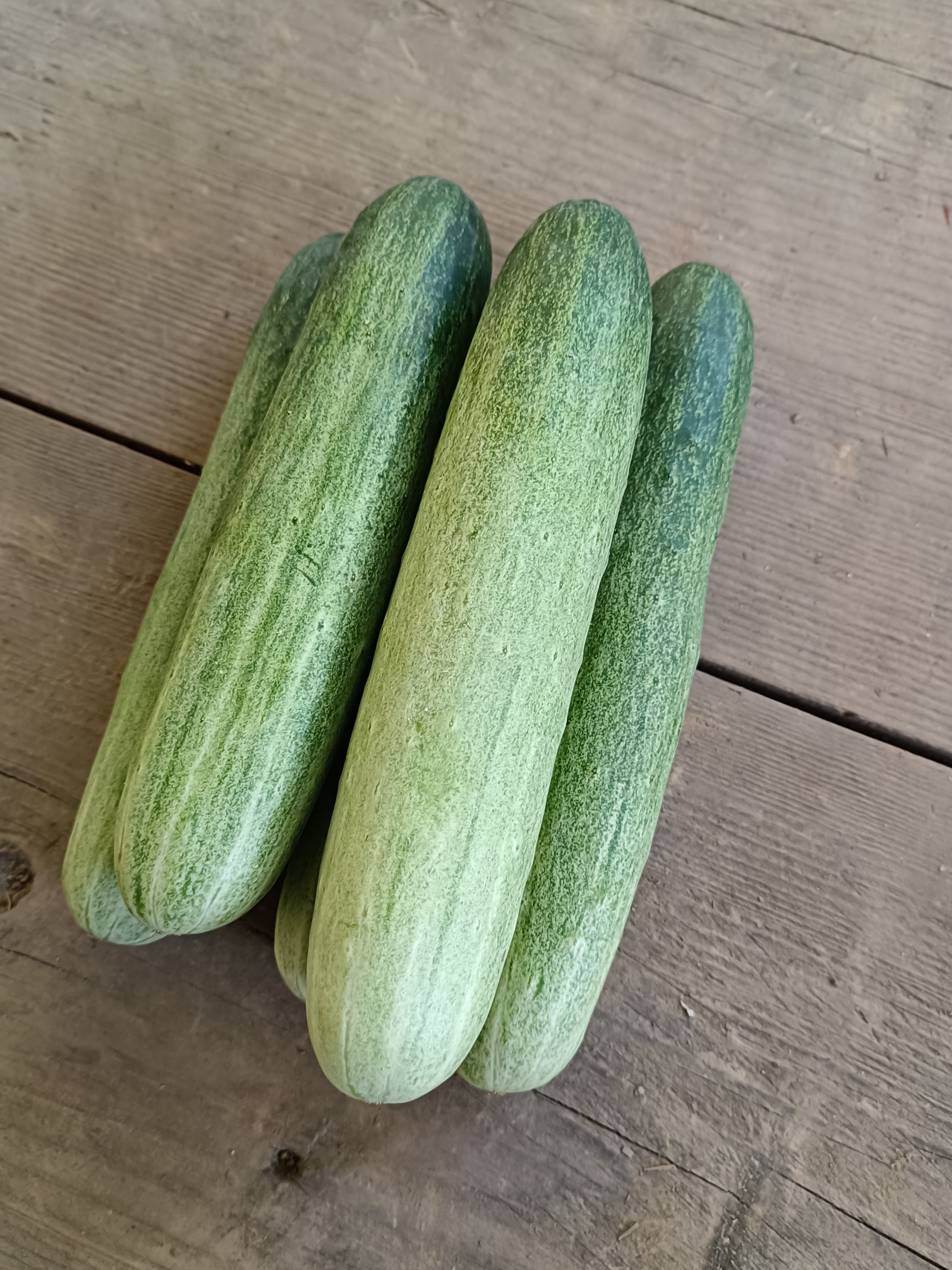 燕白黄瓜