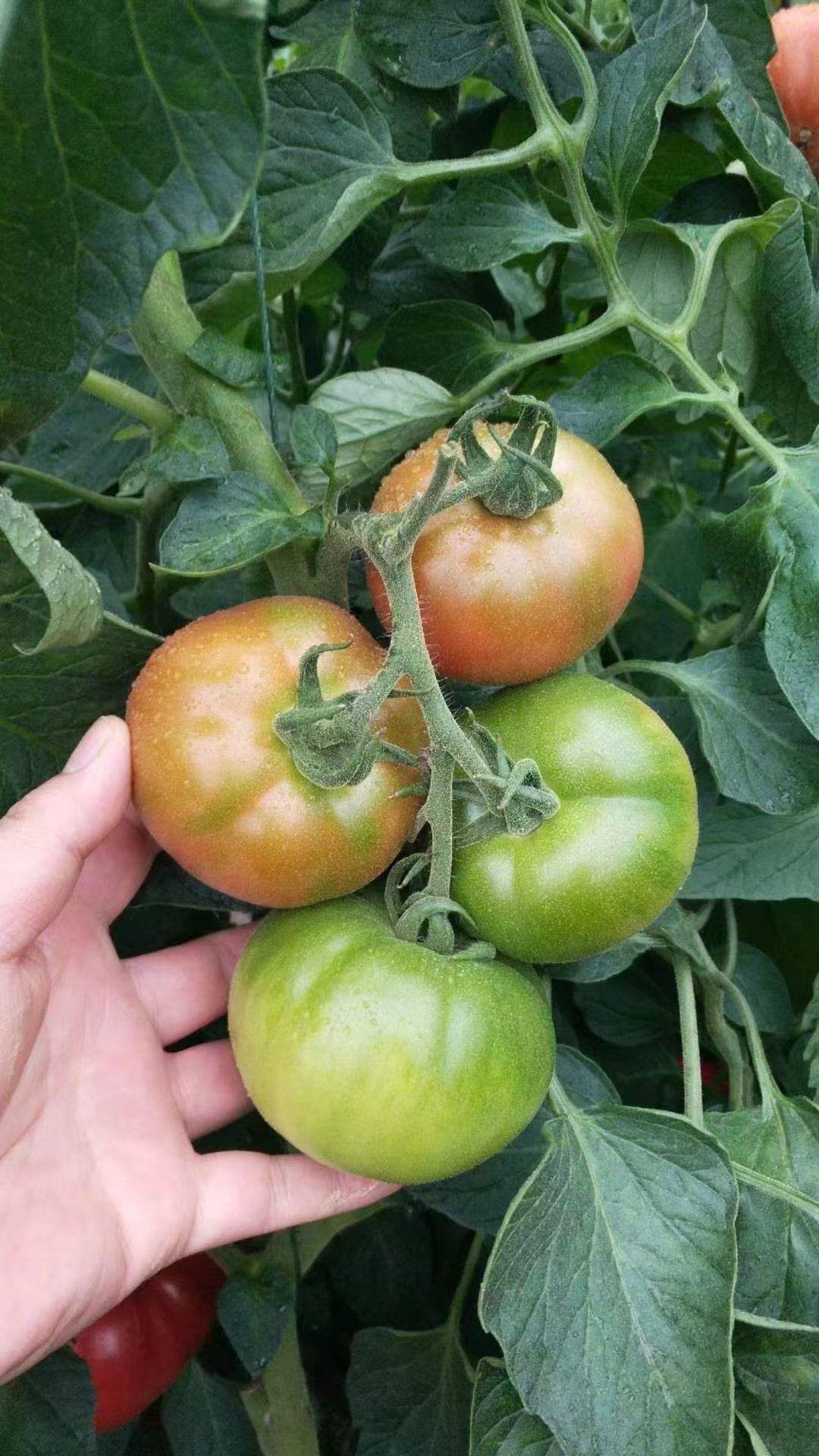 大草莓西红柿苗-蜜鲁蜜粉