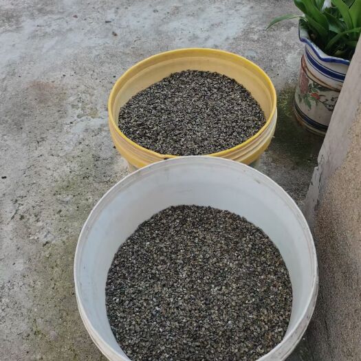 沛县鼠妇虫  西瓜虫  潮虫