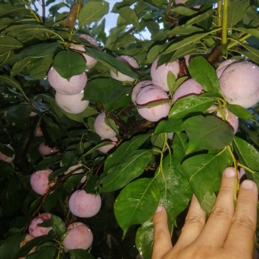 南雄市芙蓉李，工厂果，电商果、市场果大量有货欢迎下单