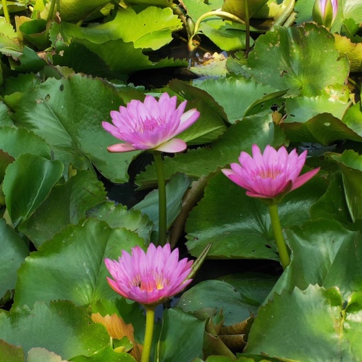 珠海混色九品香水莲花