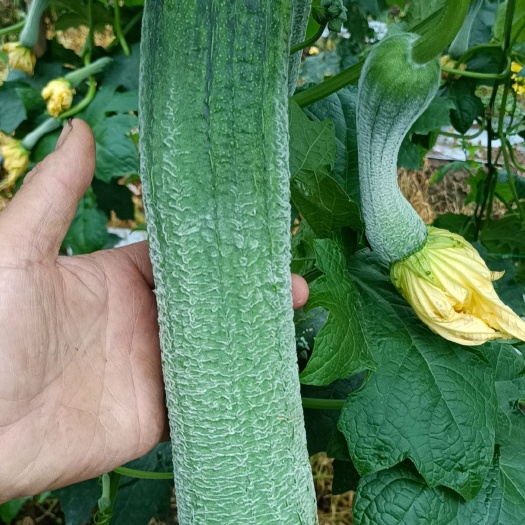 重庆市皱皮肉丝瓜