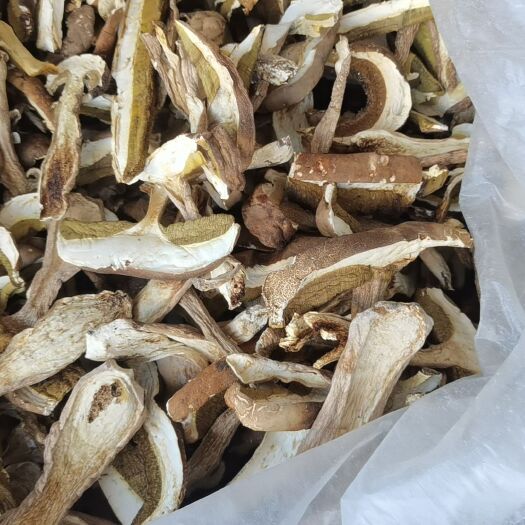随县美味牛肝菌