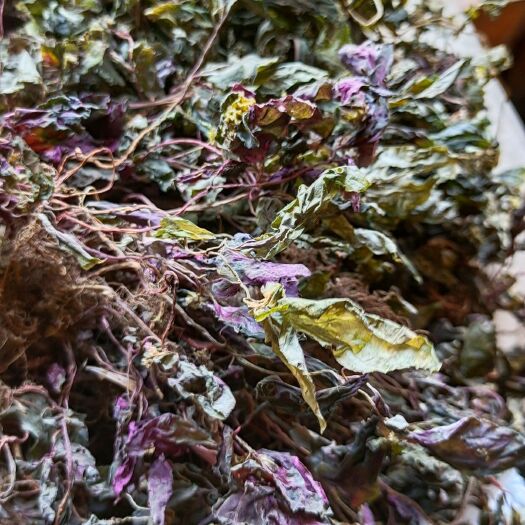 从江县风柜斗草，养肝仙草