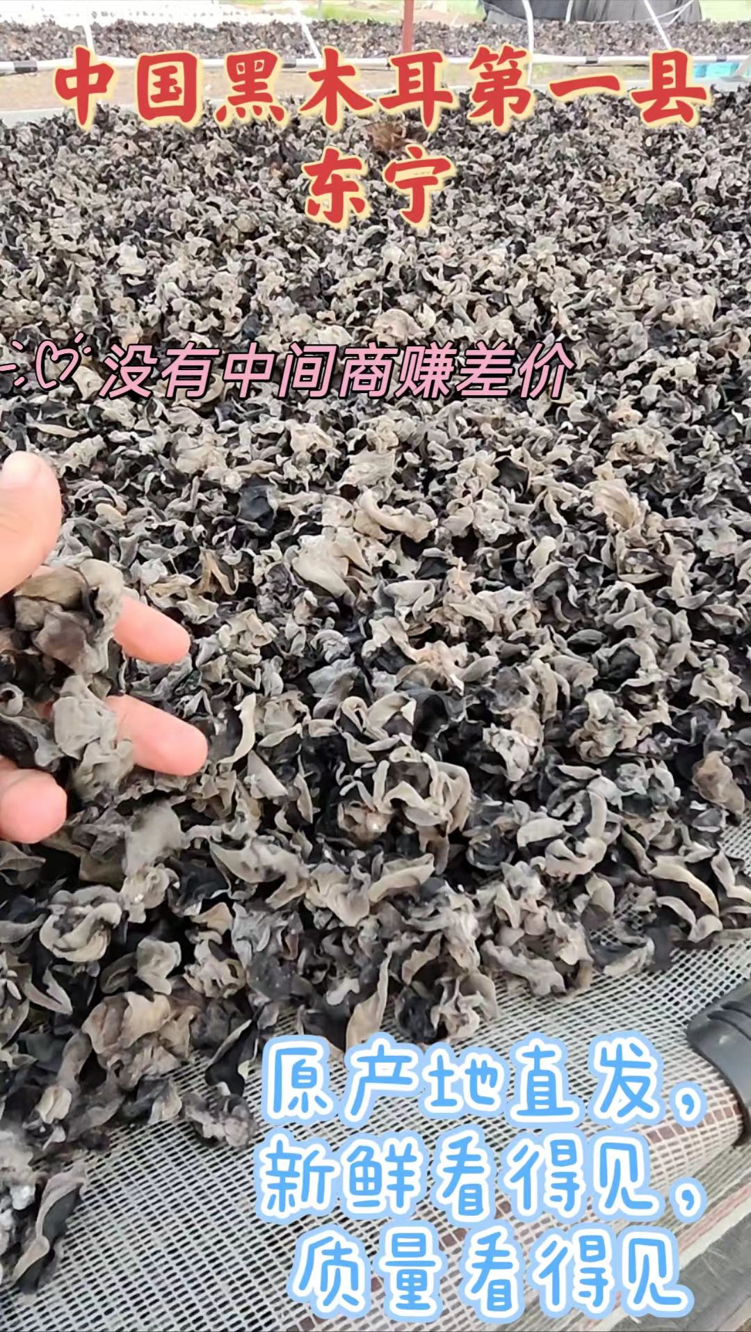 黑龙江东宁黑木耳 无增重无农药优质劲道