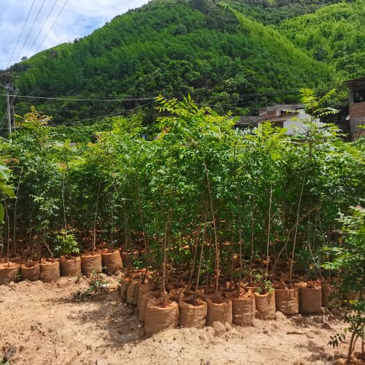 石屏县黄莲木树苗，各种规格