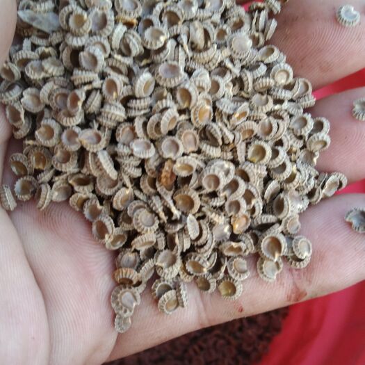 粉防己种子，去皮干净，提供育苗指导