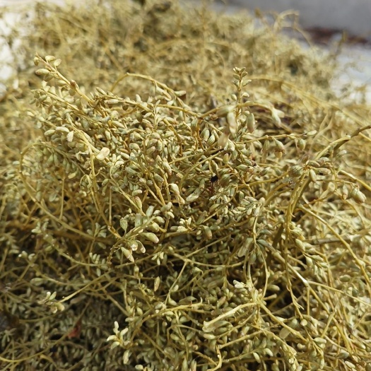 祁东县槐米