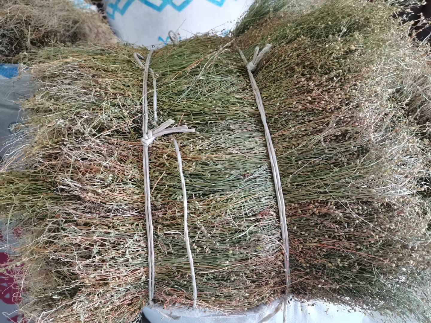 四叶莲，干货四叶莲，一斤28