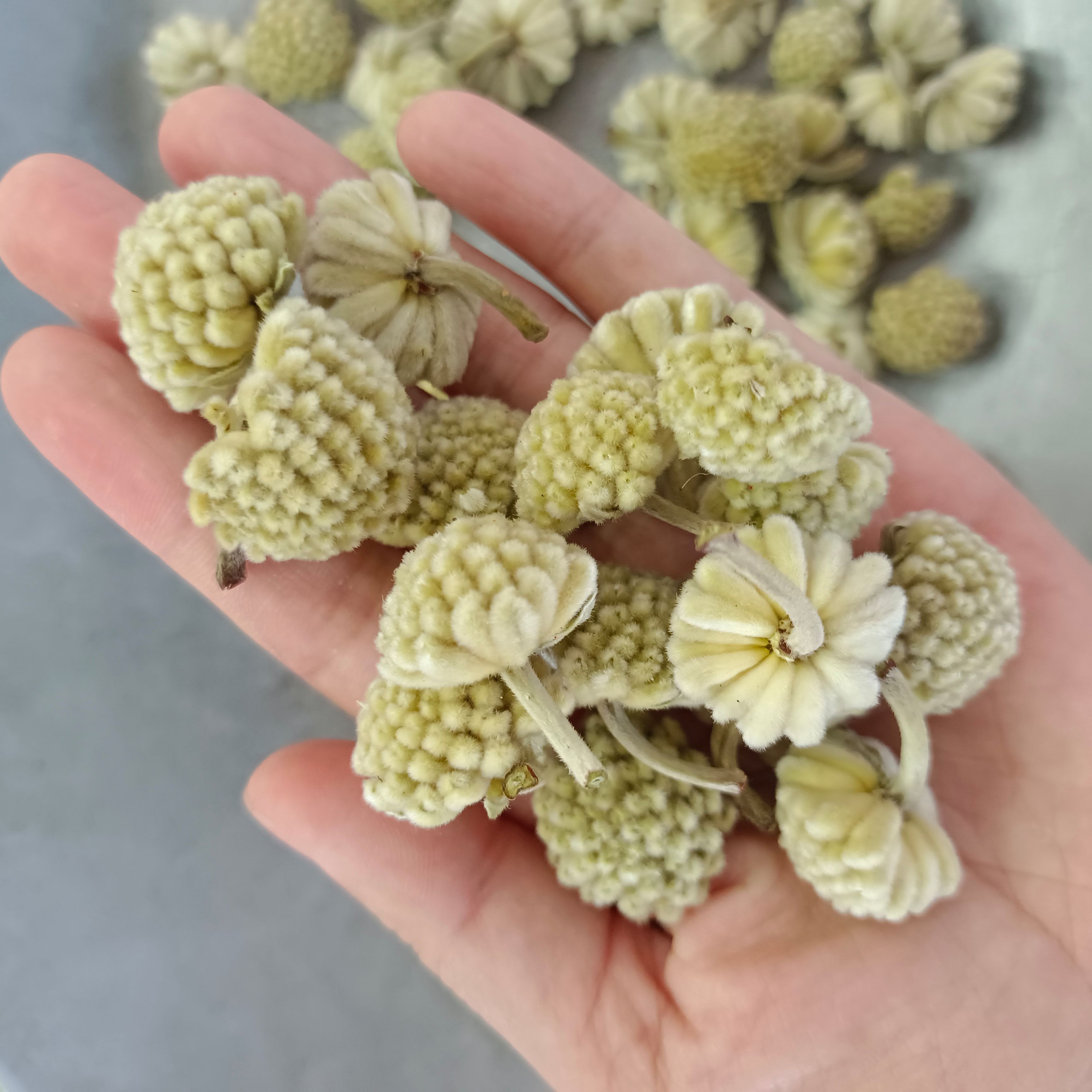 绿萝花 绿萝花茶 500g散装花草茶批发 西藏绿萝雪丽花