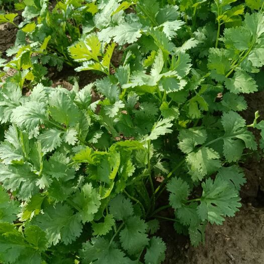 敖汉旗大叶香菜