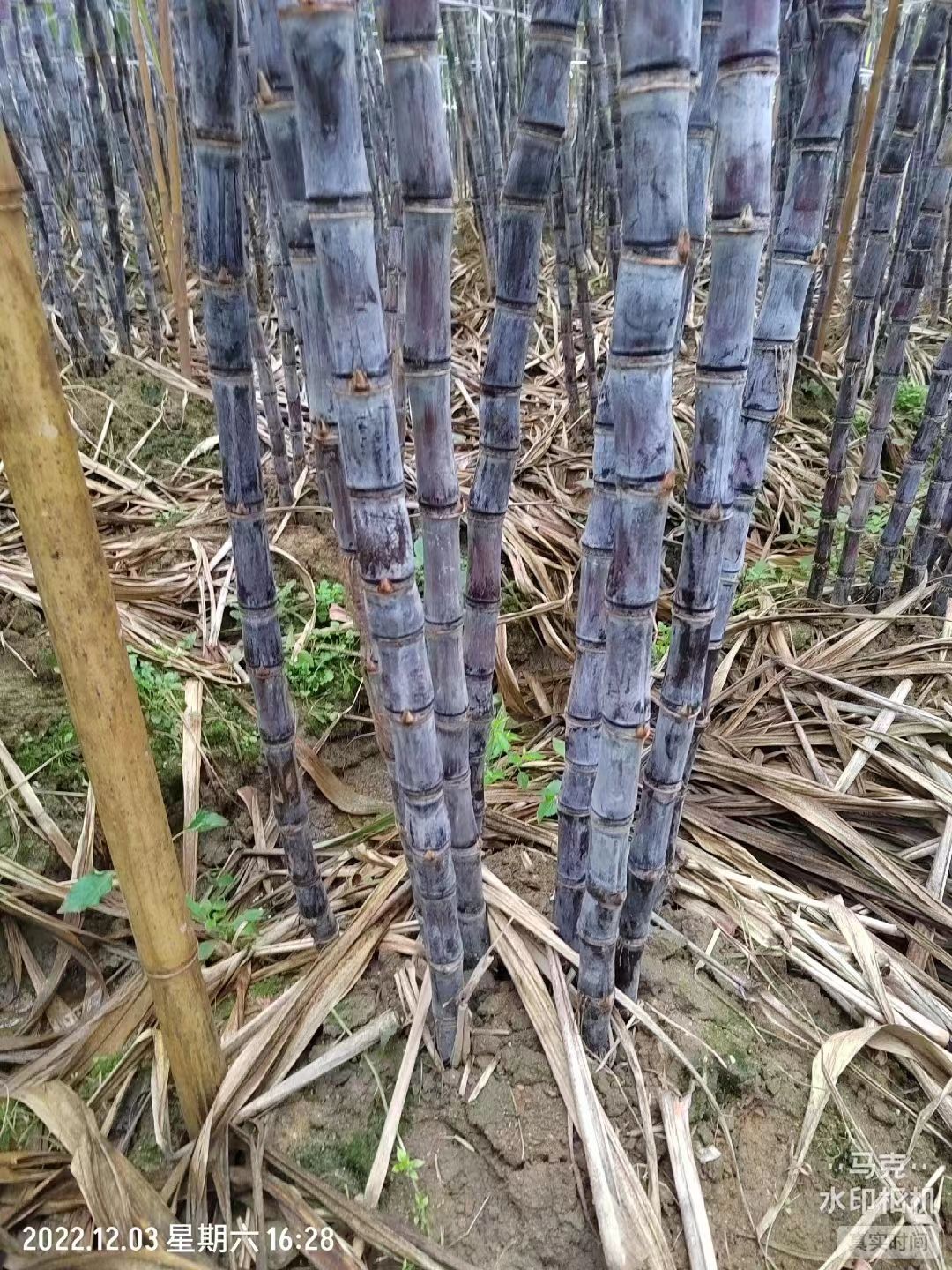广西早熟黑皮甘蔗