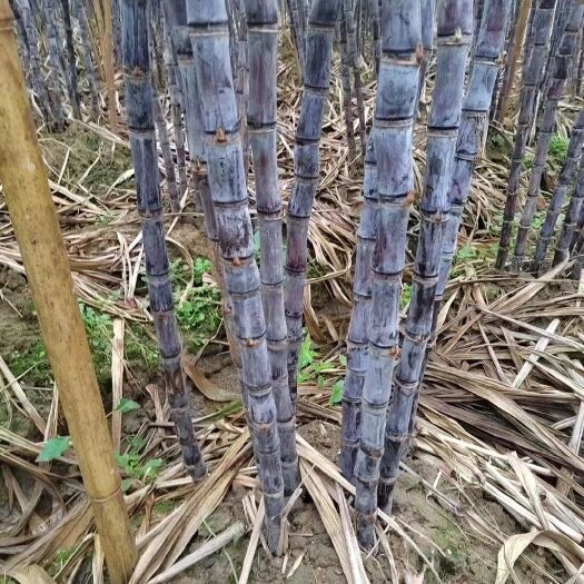 成都广西早熟黑皮甘蔗