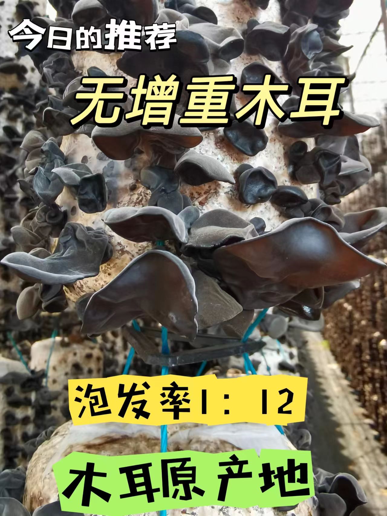 黑龙江东宁黑木耳 无增重无农药优质劲道