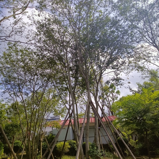 南宁丛生朴树