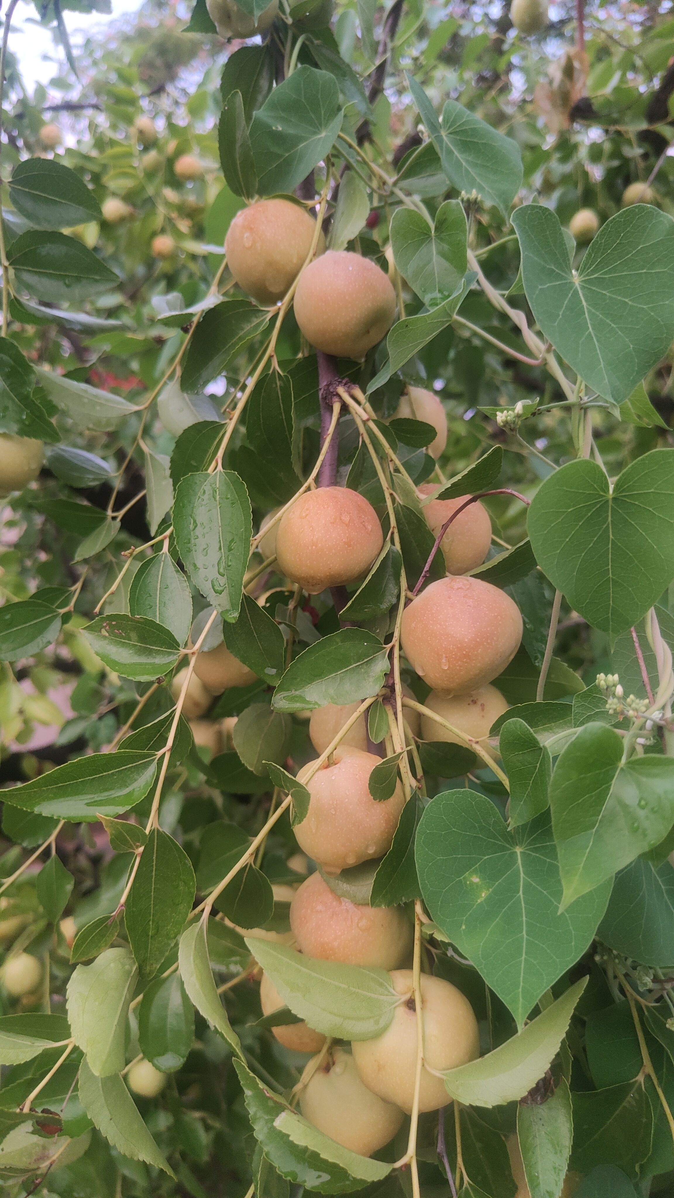 山东特产大婆枣，甘甜，脆，营养丰富，，
