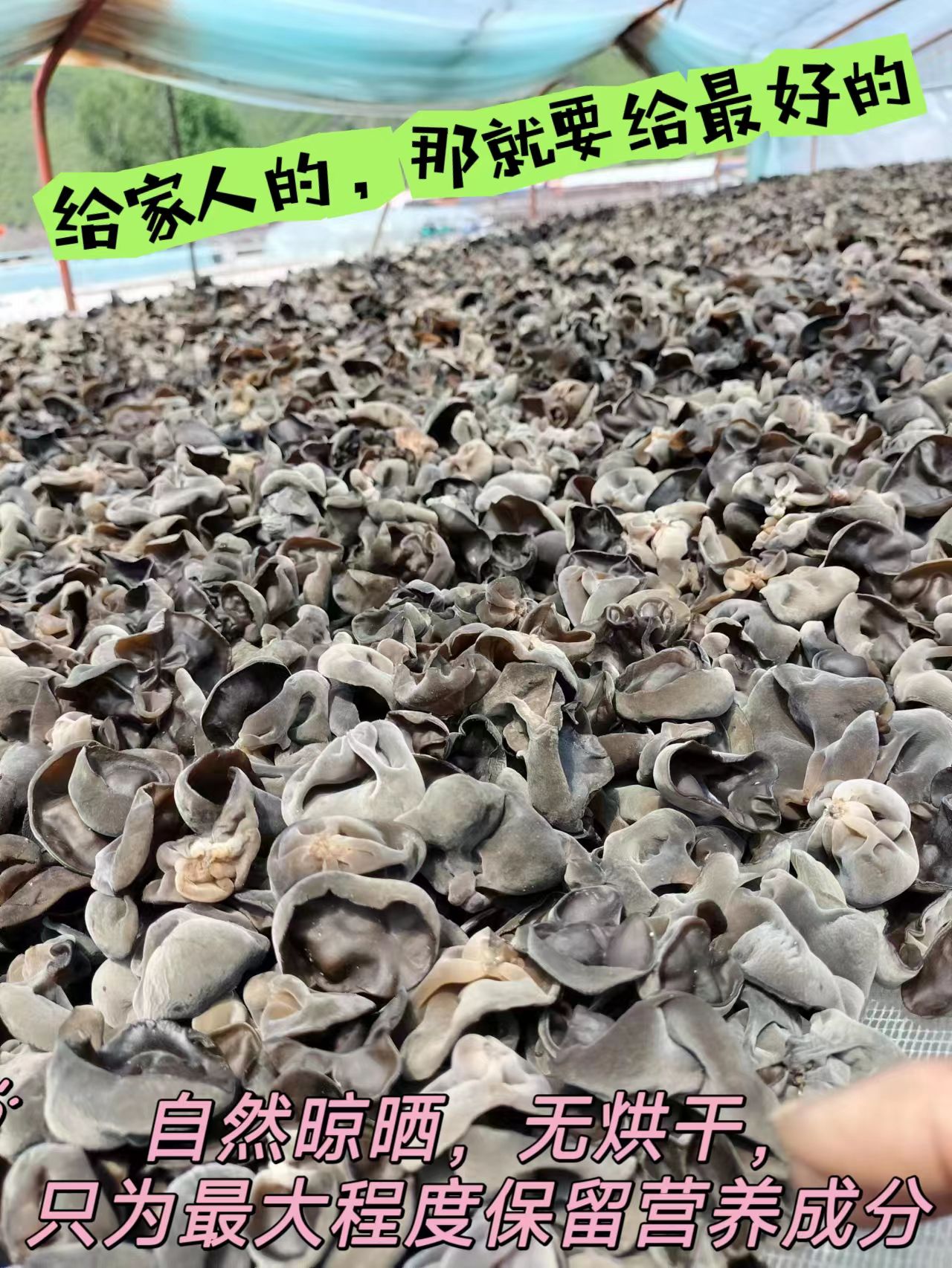 黑龙江东宁黑木耳 无增重无农药优质劲道