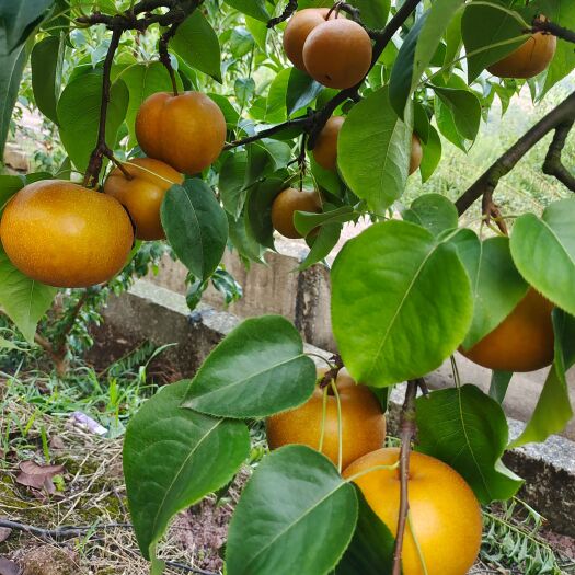 屏山县富硒黄桃   圆黄梨