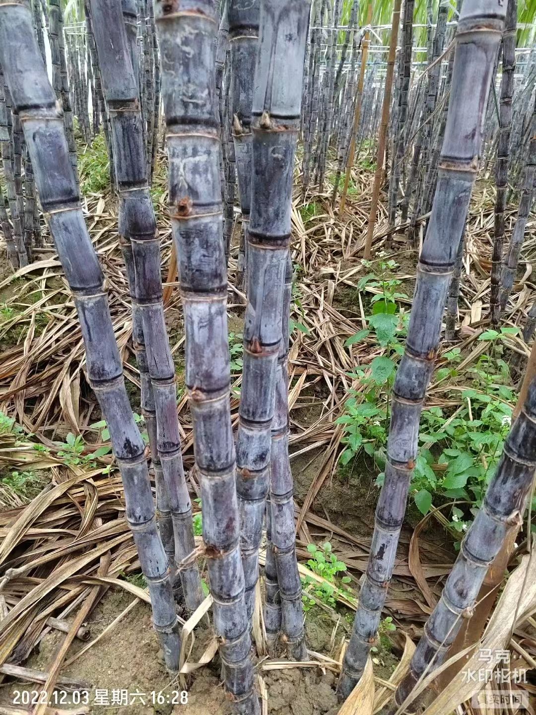 广西早熟黑皮甘蔗