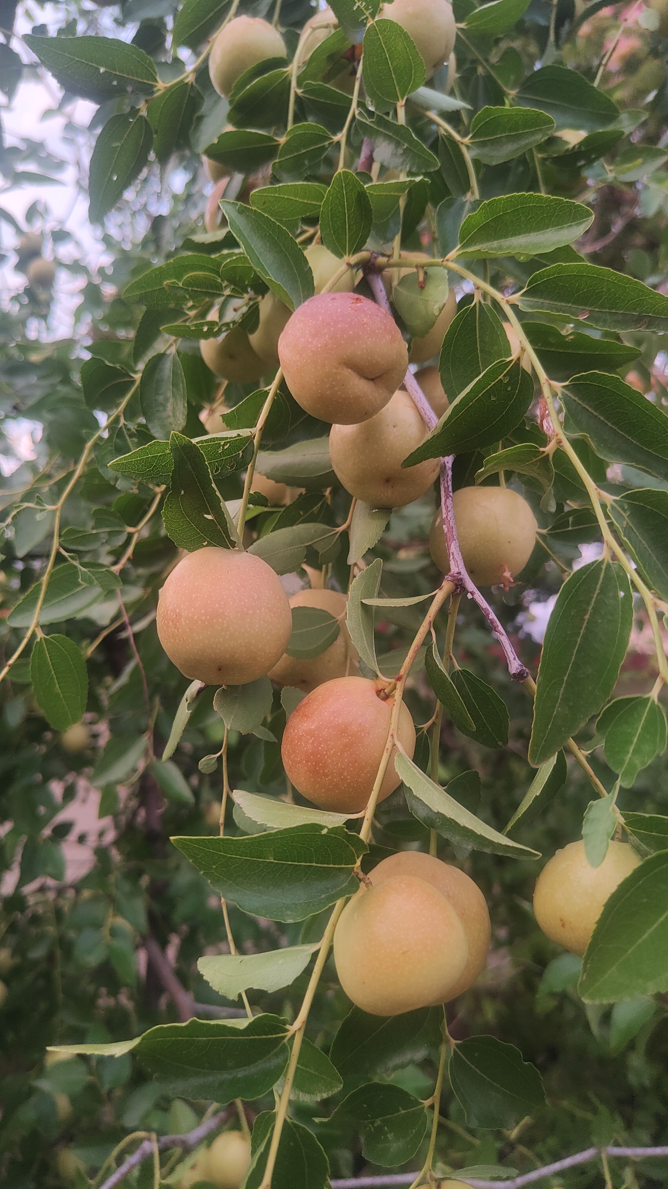山东特产大婆枣，甘甜，脆，营养丰富，，