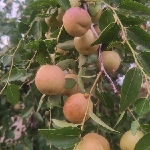 山东特产大婆枣，甘甜，脆，营养丰富，，