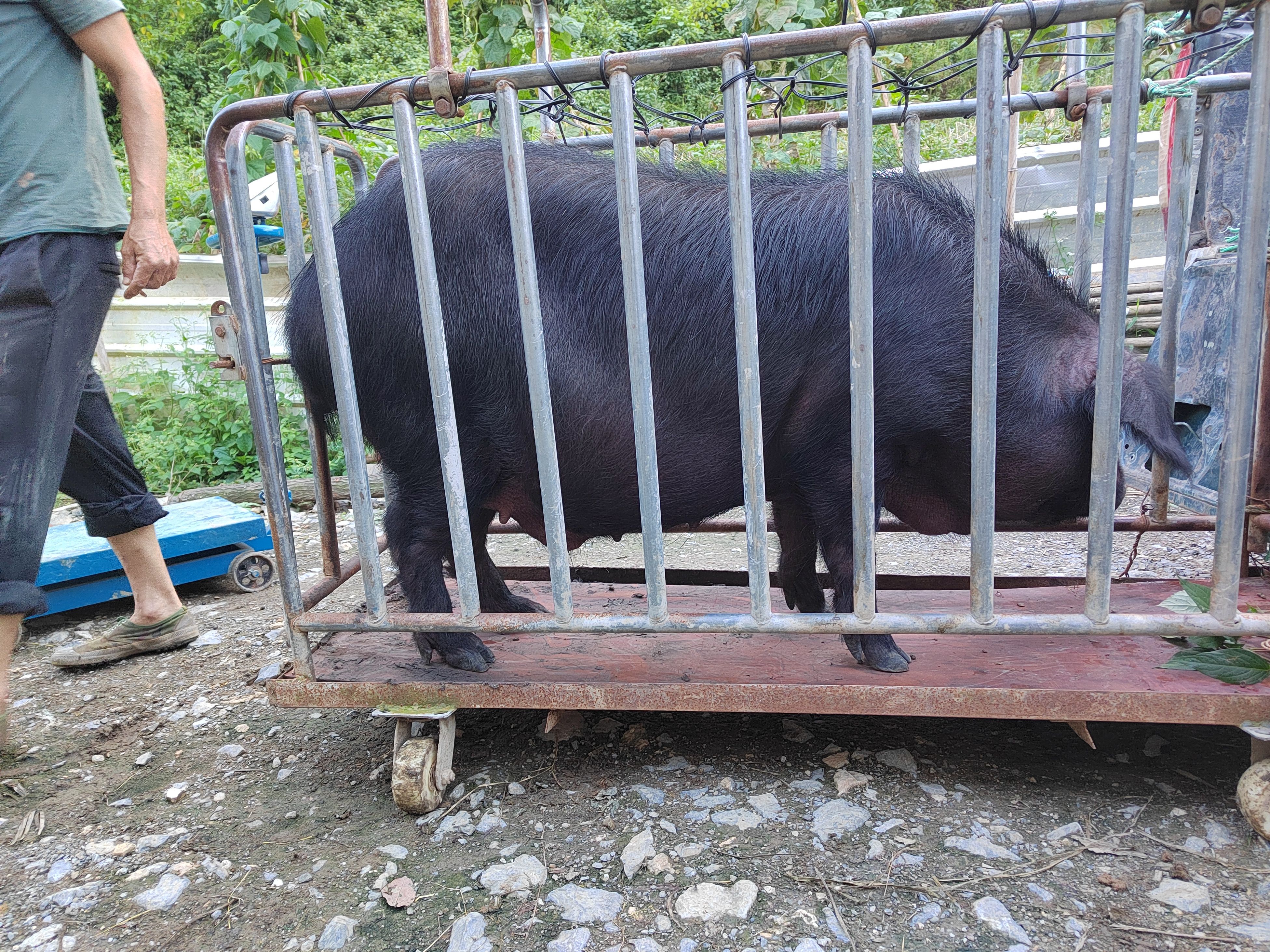 四川宜宾小耳跑山黑猪，自己家养殖，防疫到位，请各位老板放心