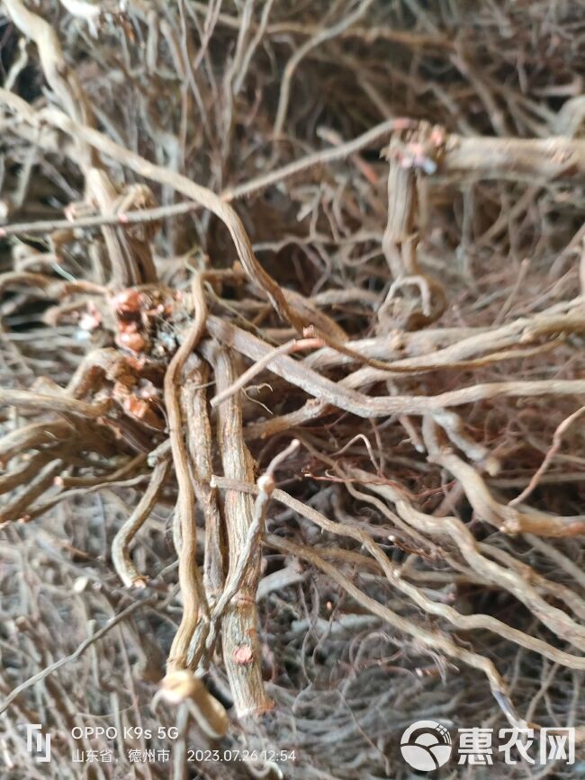 茜草根山东，见血愁，实芯选货丶统货，水洗晒干，无泥沙批发零售