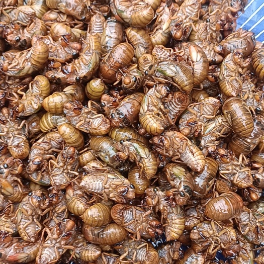 商城县金蝉 唐僧肉