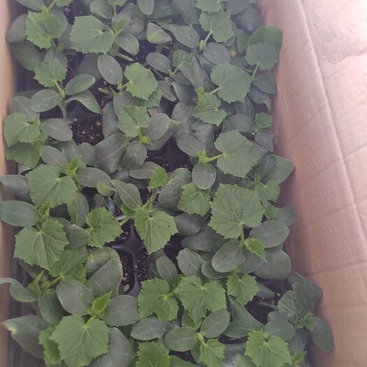 莘县大量销售优质黄瓜苗茄子苗辣椒苗！品种好产量高！