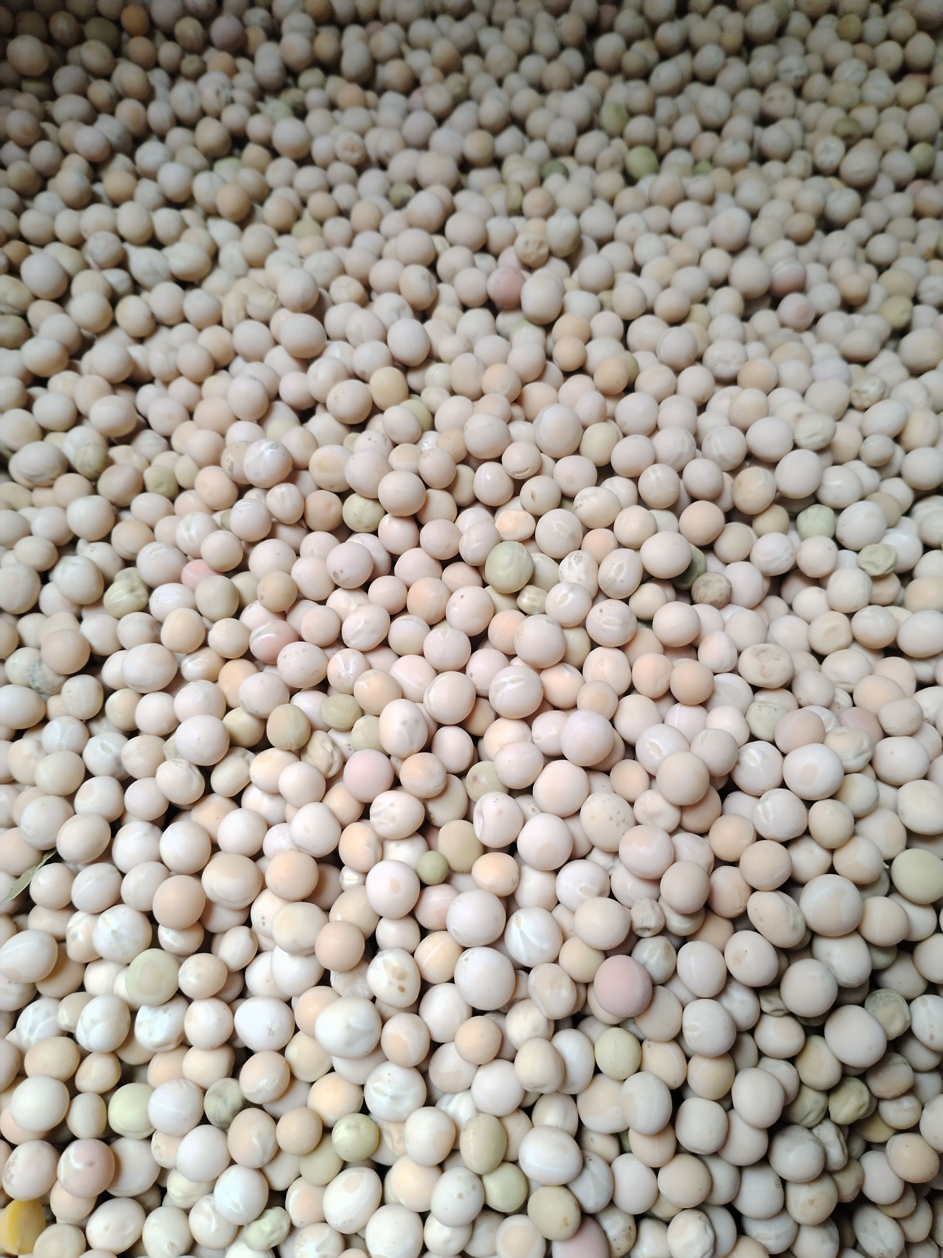 新豌豆种本地豌豆吃豌豆菜豌豆尖可水培豌豆苗白豌豆朱砂红豌豆种