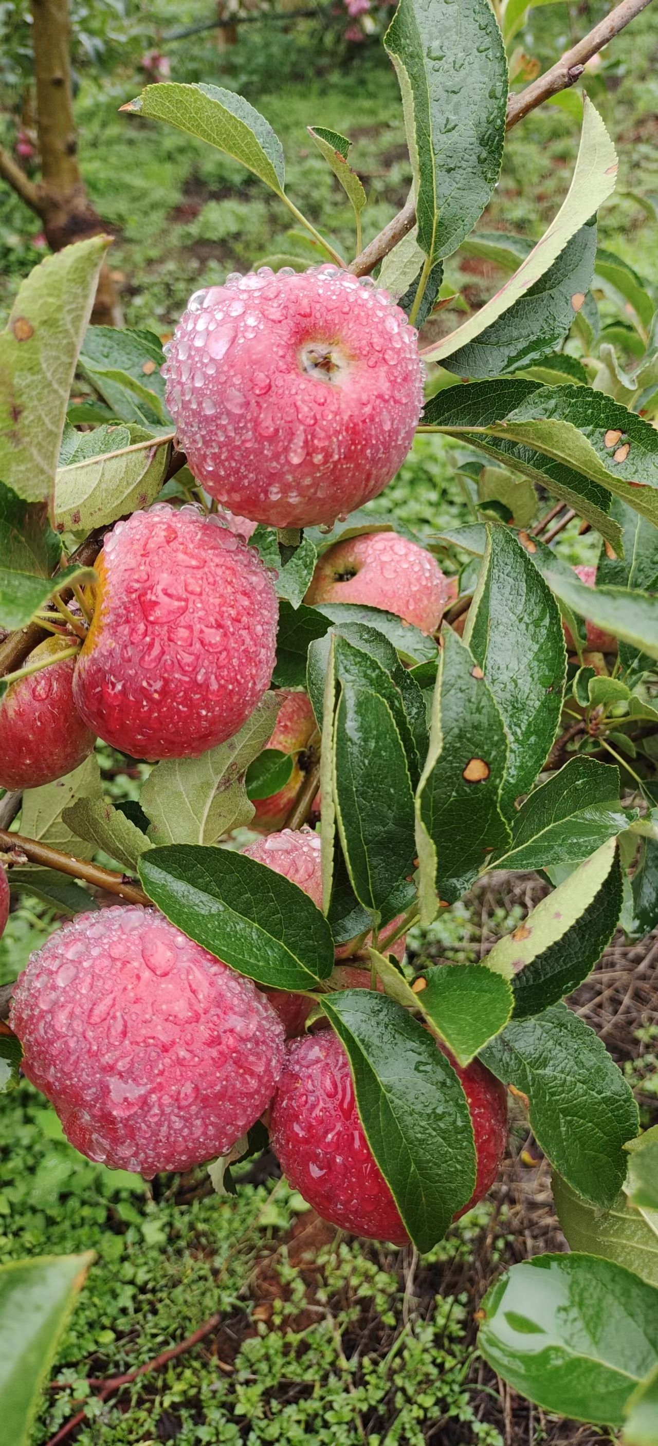 红心苹果酸甜可口红心苹果花青素高红肉苹果批发