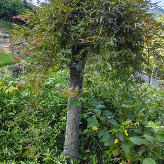 新昌县羽毛枫，外山，粗度8一15
