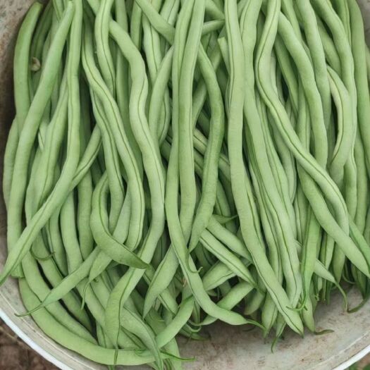 翁牛特旗农家肥！白菜！豆角！角瓜！辣椒