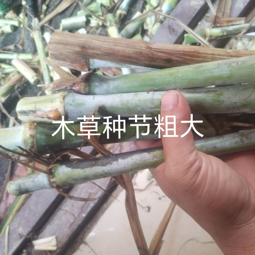 南宁金木粮草牧草王秸秆粗大