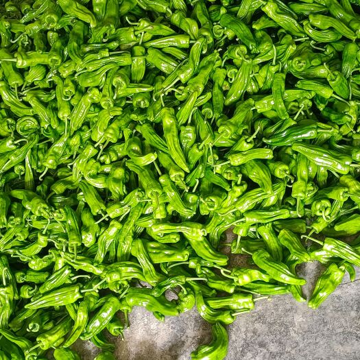 巴东县芜湖辣椒