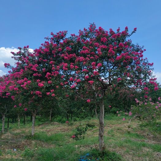 佛山广东细叶红花紫薇