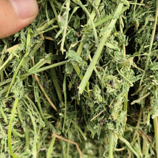 金塔县2024二茬大捆苜蓿草