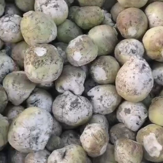 如皋市洋大头芥菜