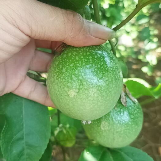 遂溪县百香果工厂果，果汁果，次果，产地代办代发，