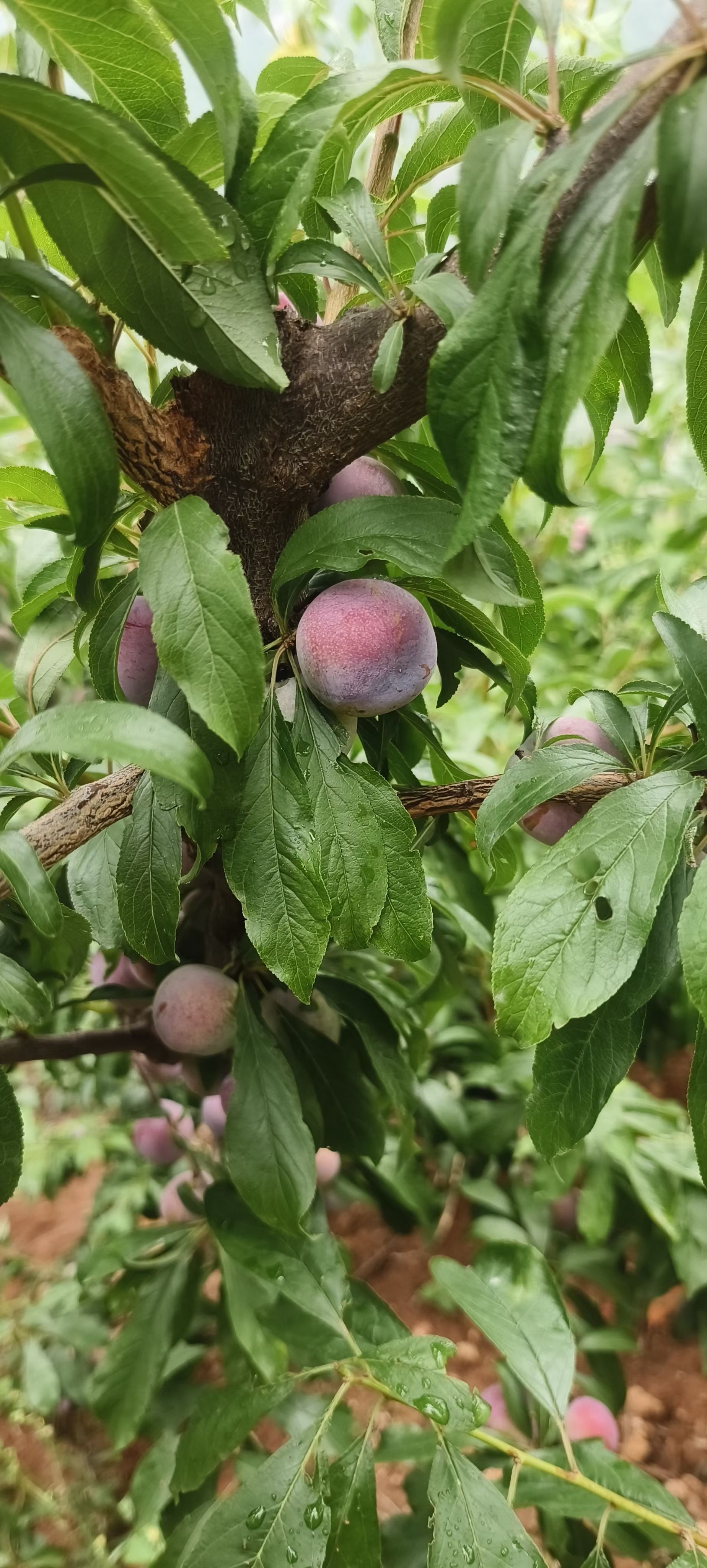 脆红李《小脆红》