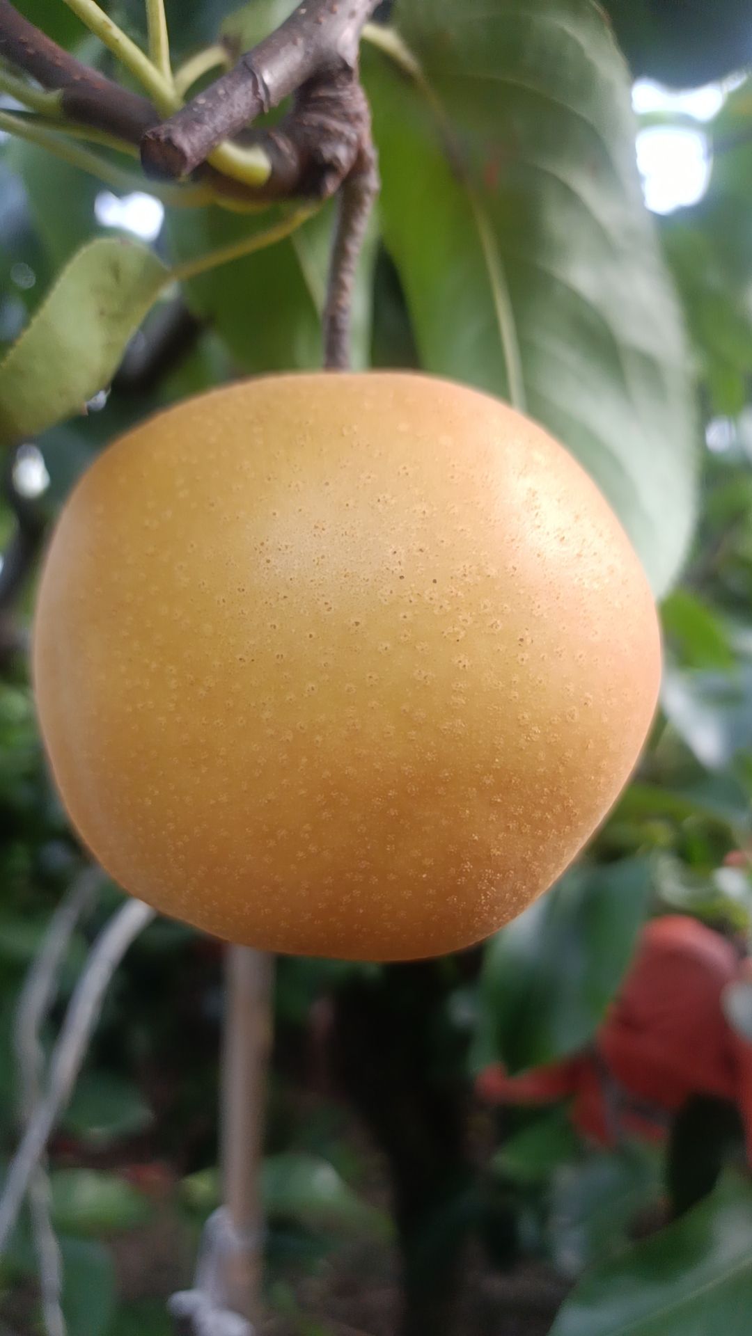 黄金梨