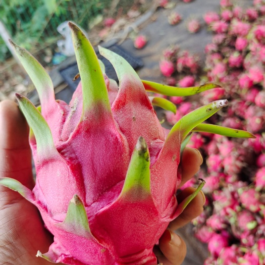 湛江火龙果