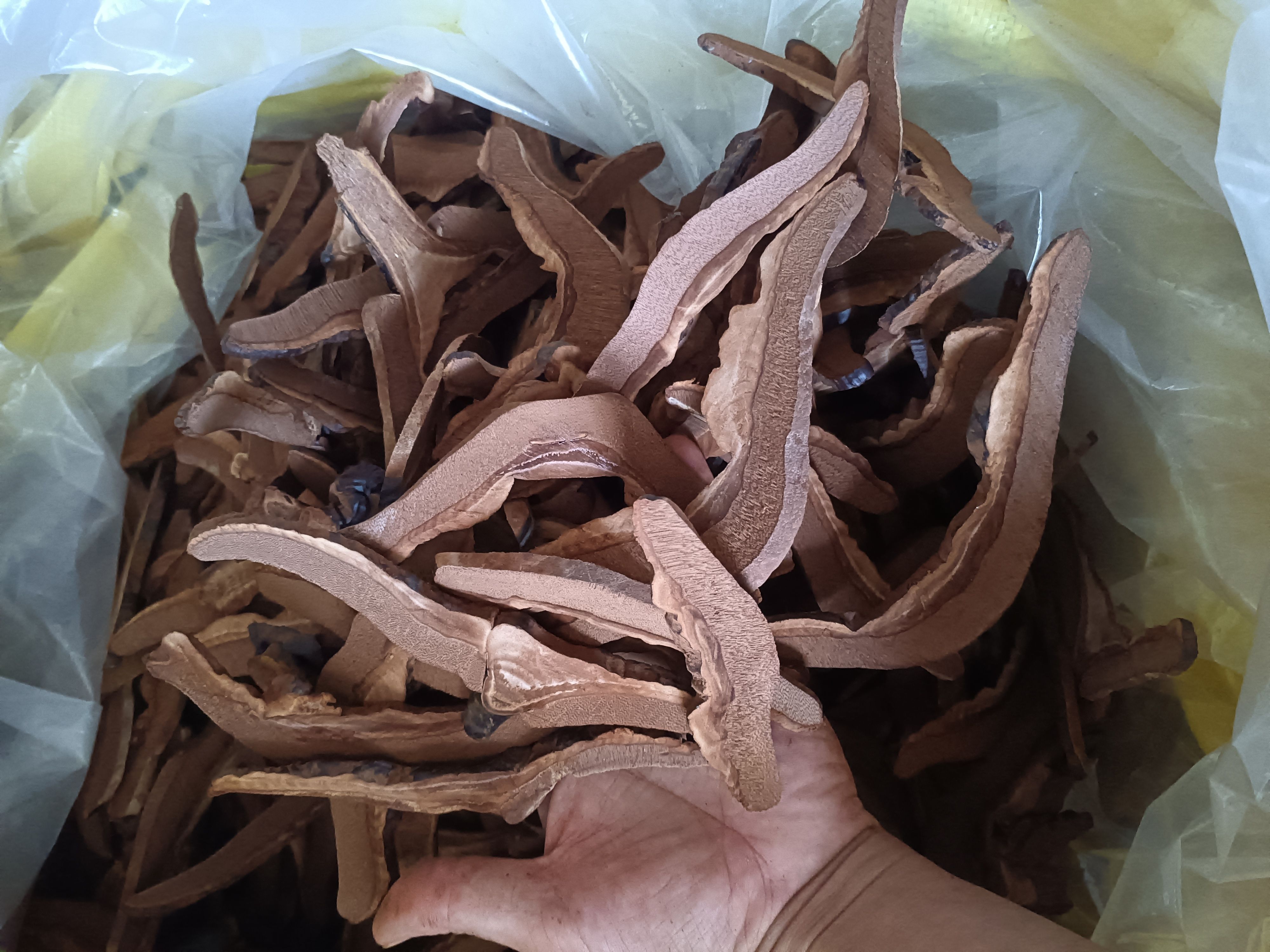 灵芝片通货