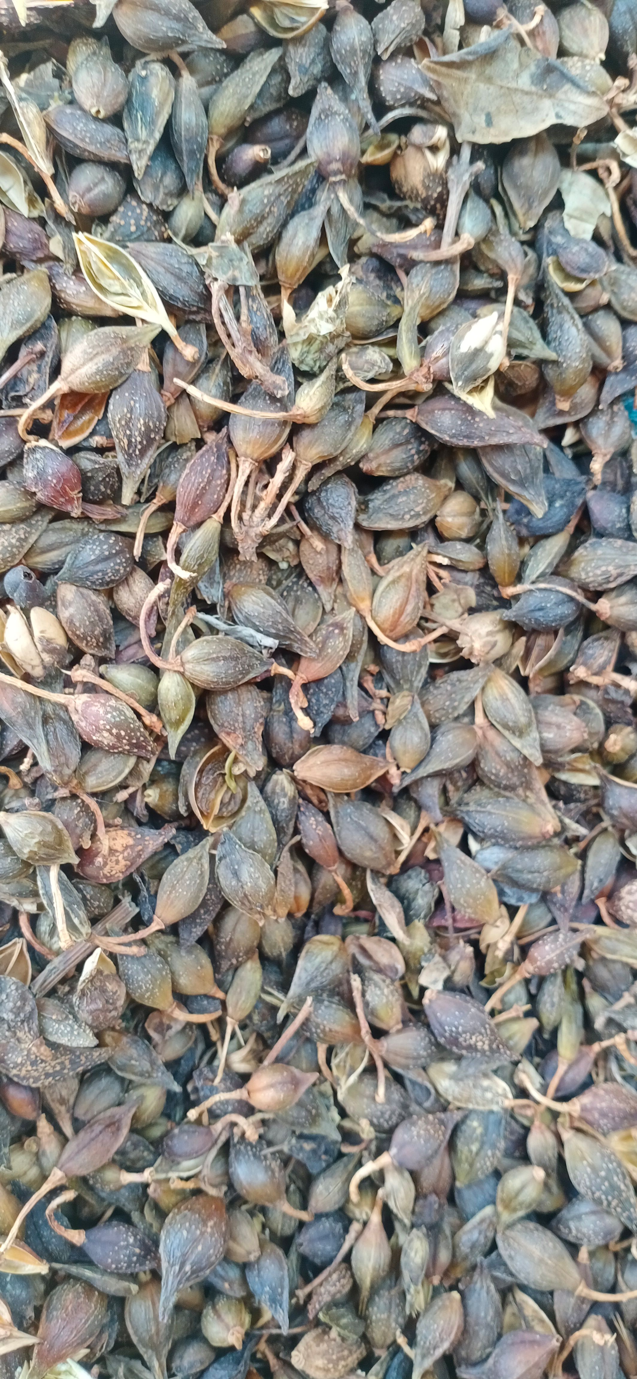 【连翘】青翘黄翘产地山西一手货源大货供应规格齐全量大优惠。