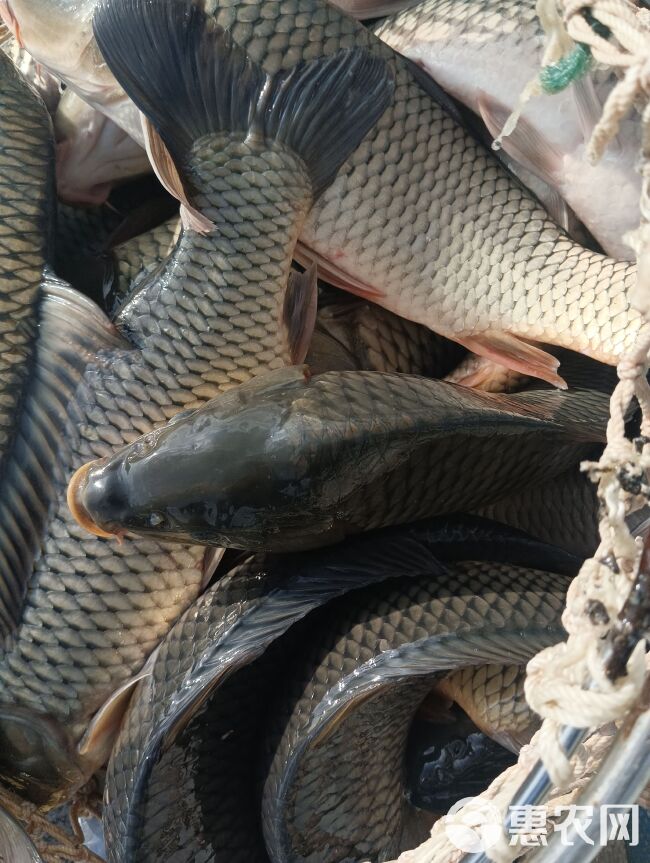 草鱼 需要成品鱼放鱼塘水库垂钓的，品种规格齐全。